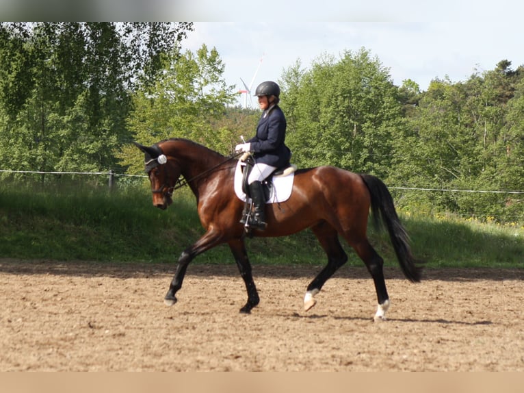 Deutsches Sportpferd Wallach 5 Jahre 171 cm Brauner in Reinsdorf