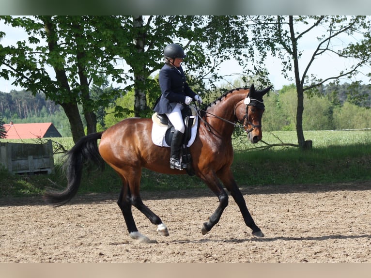 Deutsches Sportpferd Wallach 5 Jahre 171 cm Brauner in Reinsdorf