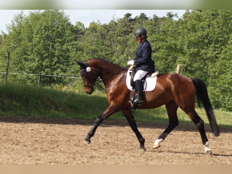 Deutsches Sportpferd Wallach 5 Jahre 171 cm Brauner in Reinsdorf
