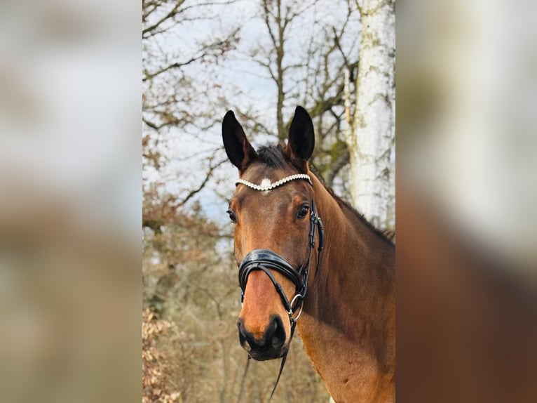 Deutsches Sportpferd Wallach 5 Jahre 171 cm Brauner in Ostrach