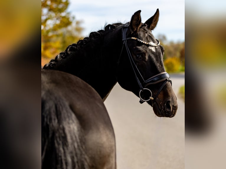 Deutsches Sportpferd Wallach 5 Jahre 171 cm Dunkelbrauner in Rosenheim