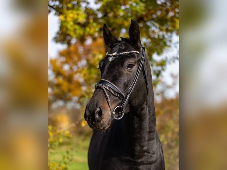 Deutsches Sportpferd Wallach 5 Jahre 171 cm Dunkelbrauner in Rosenheim
