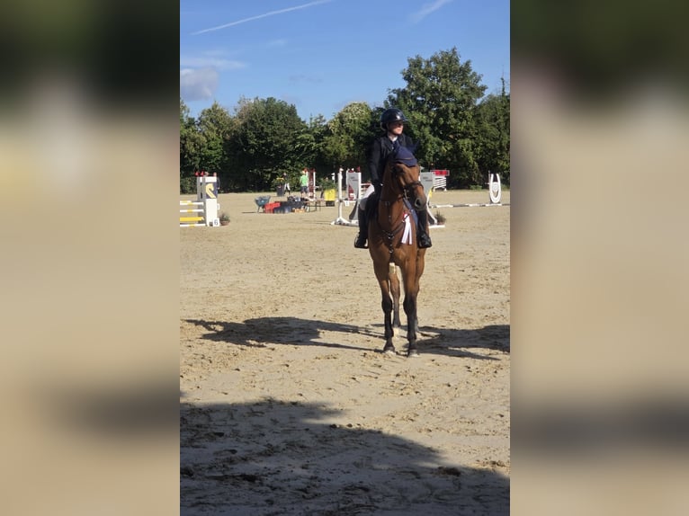 Deutsches Sportpferd Wallach 5 Jahre 171 cm Dunkelbrauner in Königheim