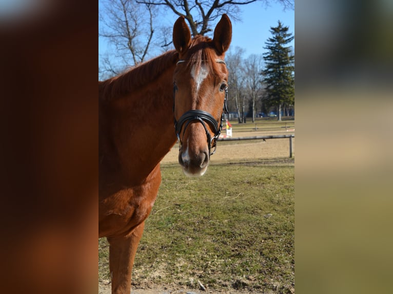 Deutsches Sportpferd Wallach 5 Jahre 171 cm Dunkelfuchs in München