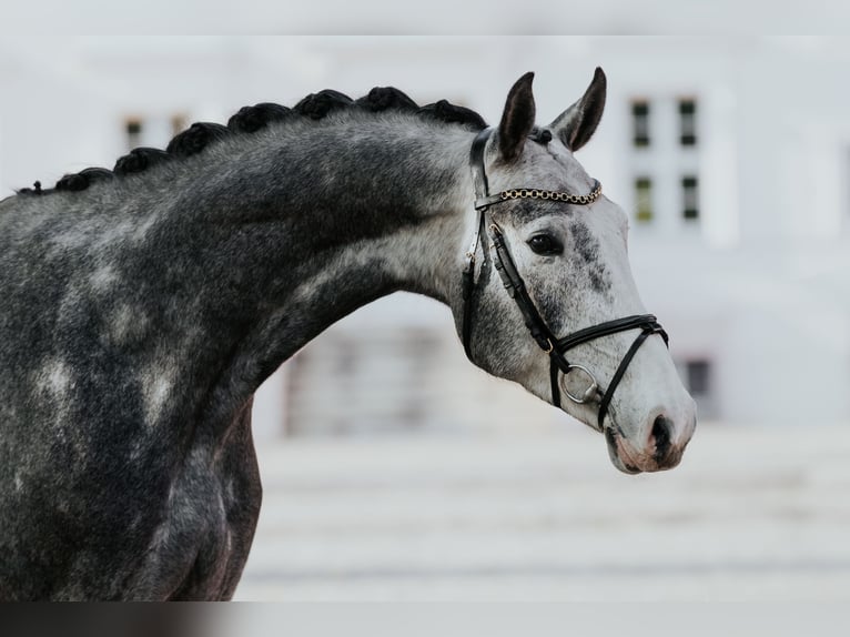 Deutsches Sportpferd Wallach 5 Jahre 171 cm Schimmel in Neustadt Dosse