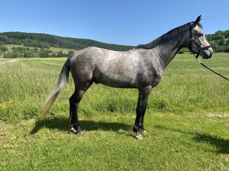 Deutsches Sportpferd Wallach 5 Jahre 172 cm Apfelschimmel in Kaltennordheim