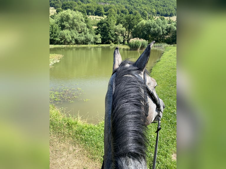 Deutsches Sportpferd Wallach 5 Jahre 172 cm Apfelschimmel in Kaltennordheim