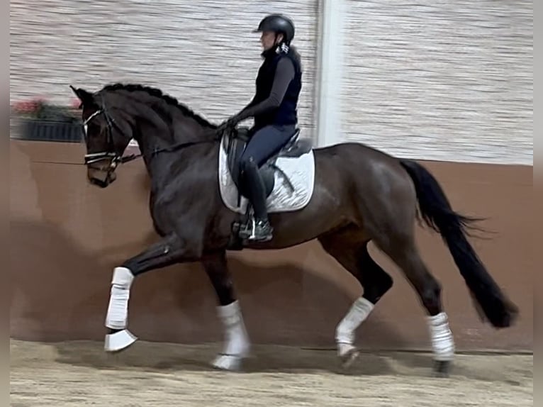 Deutsches Sportpferd Wallach 5 Jahre 172 cm Brauner in Wehringen