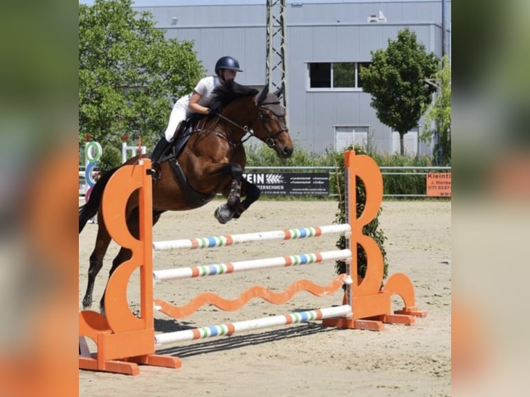 Deutsches Sportpferd Wallach 5 Jahre 172 cm Brauner in Mainz