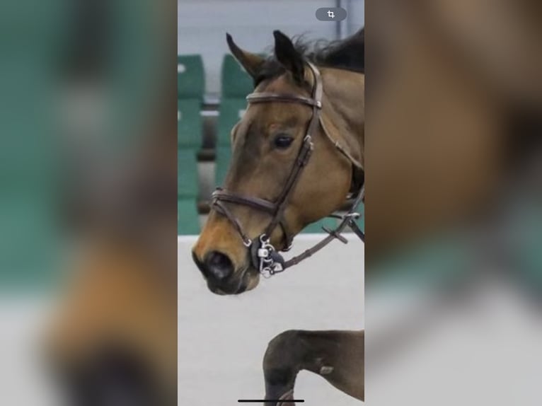 Deutsches Sportpferd Wallach 5 Jahre 172 cm Brauner in Mainz