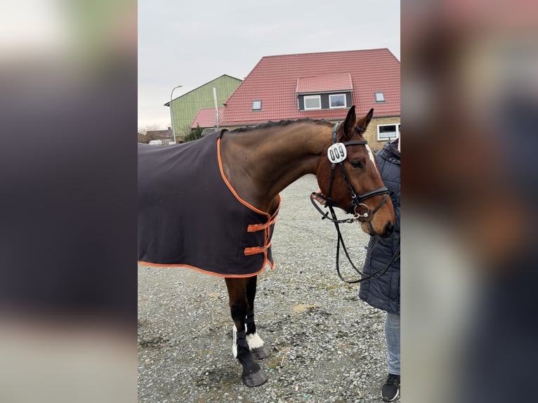Deutsches Sportpferd Wallach 5 Jahre 172 cm Brauner in Husum