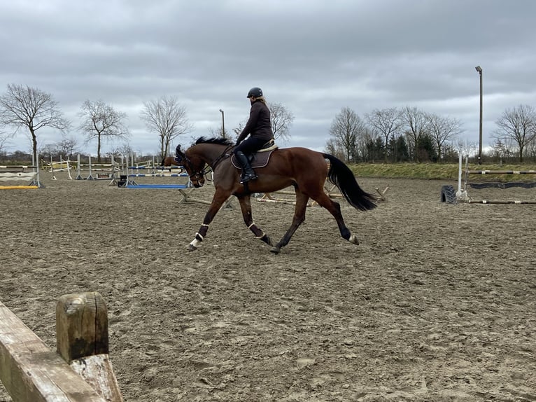 Deutsches Sportpferd Wallach 5 Jahre 172 cm Brauner in Husum