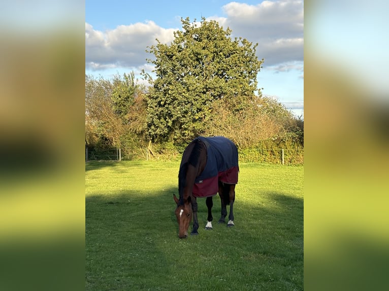 Deutsches Sportpferd Wallach 5 Jahre 172 cm Brauner in Husum