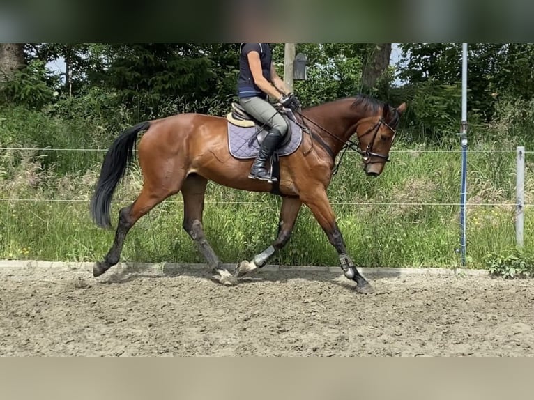 Deutsches Sportpferd Wallach 5 Jahre 172 cm Brauner in Husum