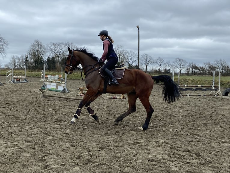 Deutsches Sportpferd Wallach 5 Jahre 172 cm Brauner in Husum