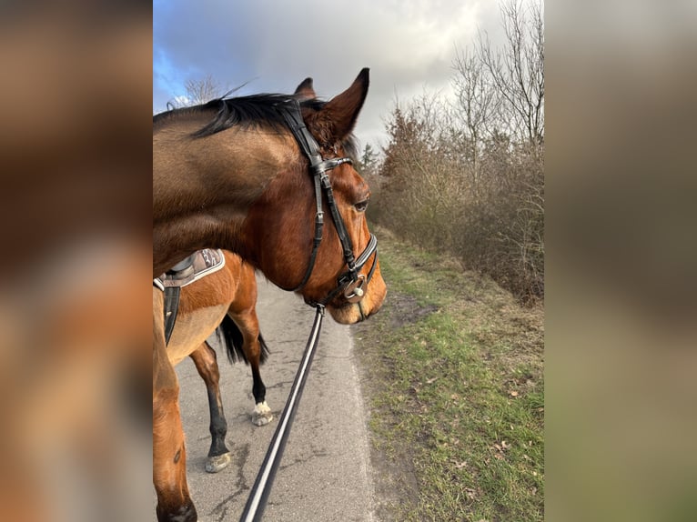 Deutsches Sportpferd Wallach 5 Jahre 172 cm Brauner in Husum