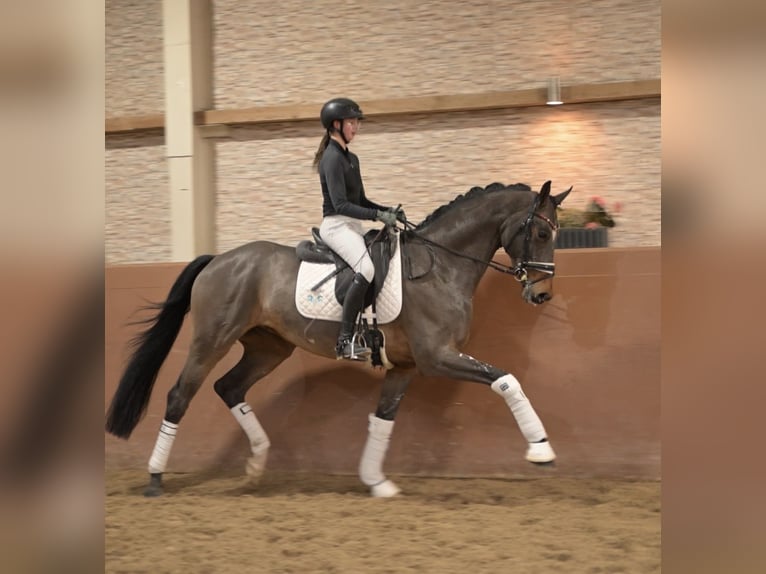 Deutsches Sportpferd Wallach 5 Jahre 172 cm Dunkelbrauner in Wehringen