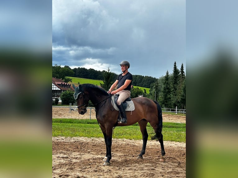 Deutsches Sportpferd Wallach 5 Jahre 172 cm Dunkelbrauner in Neustadt/Orla
