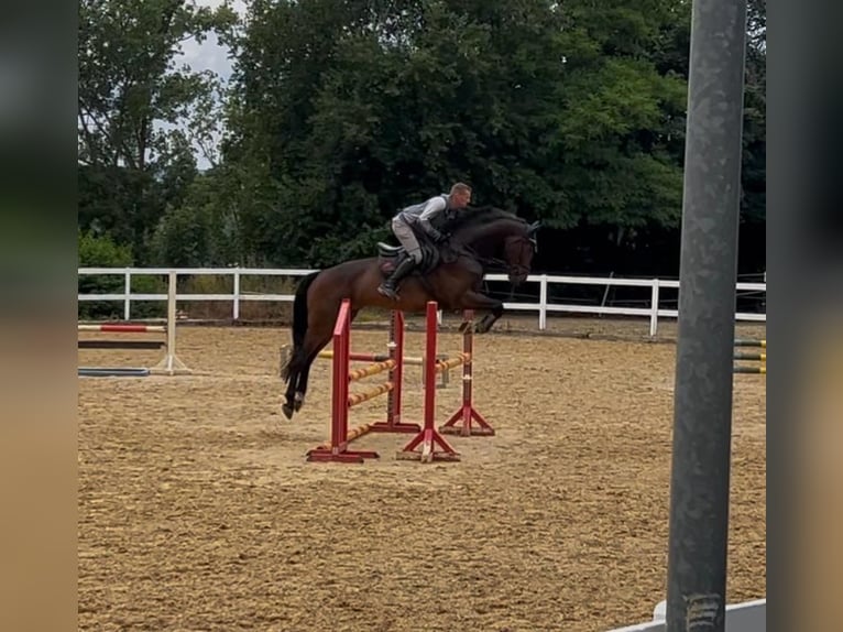 Deutsches Sportpferd Wallach 5 Jahre 172 cm Dunkelbrauner in Neustadt/Orla