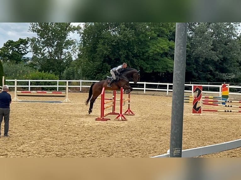 Deutsches Sportpferd Wallach 5 Jahre 172 cm Dunkelbrauner in Neustadt/Orla