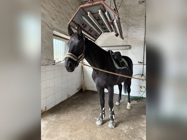 Deutsches Sportpferd Wallach 5 Jahre 172 cm Dunkelbrauner in Radeberg