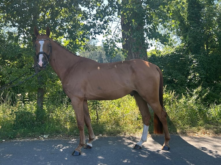 Deutsches Sportpferd Wallach 5 Jahre 172 cm Fuchs in Gütersloh