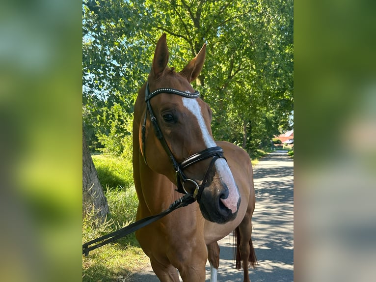 Deutsches Sportpferd Wallach 5 Jahre 172 cm Fuchs in Gütersloh