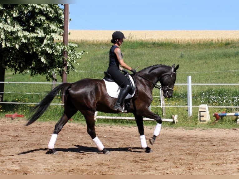 Deutsches Sportpferd Wallach 5 Jahre 172 cm Rappe in M&#xFC;lsen Ortmannsdorf, Marienau