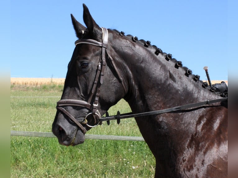 Deutsches Sportpferd Wallach 5 Jahre 172 cm Rappe in M&#xFC;lsen Ortmannsdorf, Marienau