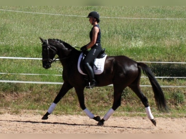 Deutsches Sportpferd Wallach 5 Jahre 172 cm Rappe in M&#xFC;lsen Ortmannsdorf, Marienau