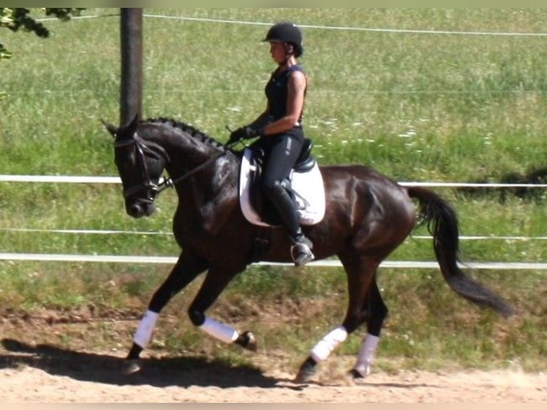 Deutsches Sportpferd Wallach 5 Jahre 172 cm Rappe in M&#xFC;lsen Ortmannsdorf, Marienau