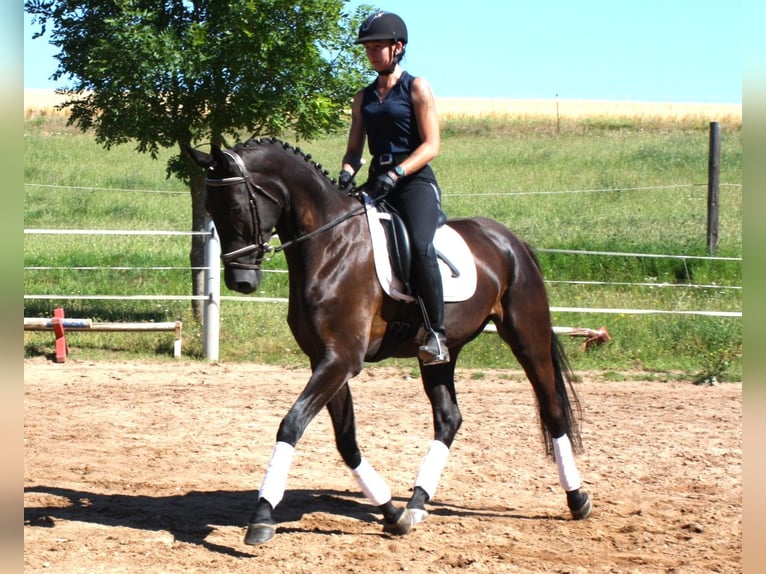 Deutsches Sportpferd Wallach 5 Jahre 172 cm Rappe in M&#xFC;lsen Ortmannsdorf, Marienau