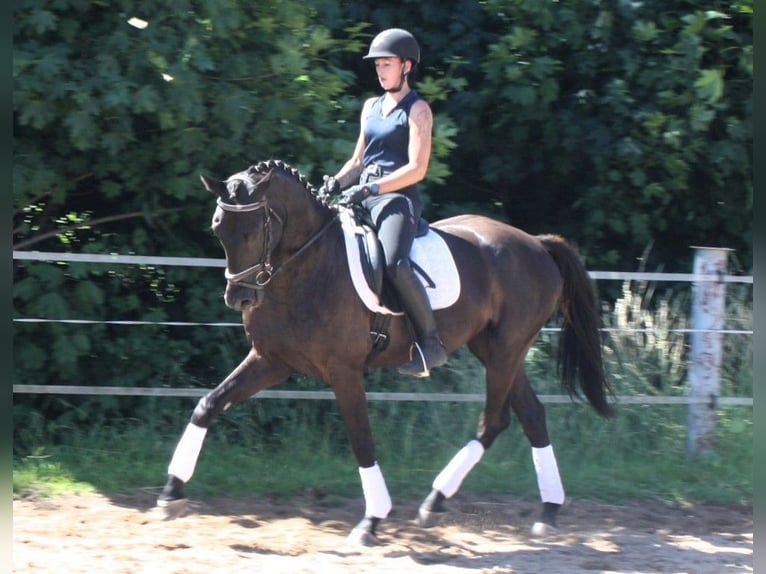 Deutsches Sportpferd Wallach 5 Jahre 172 cm Rappe in M&#xFC;lsen Ortmannsdorf, Marienau
