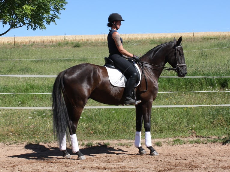 Deutsches Sportpferd Wallach 5 Jahre 172 cm Rappe in M&#xFC;lsen Ortmannsdorf, Marienau