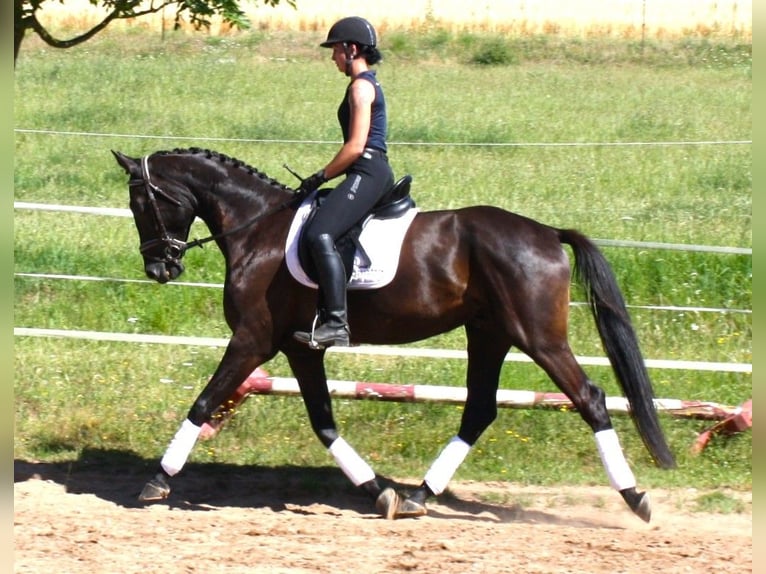 Deutsches Sportpferd Wallach 5 Jahre 172 cm Rappe in M&#xFC;lsen Ortmannsdorf, Marienau