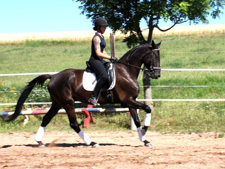 Deutsches Sportpferd Wallach 5 Jahre 172 cm Rappe in M&#xFC;lsen Ortmannsdorf, Marienau