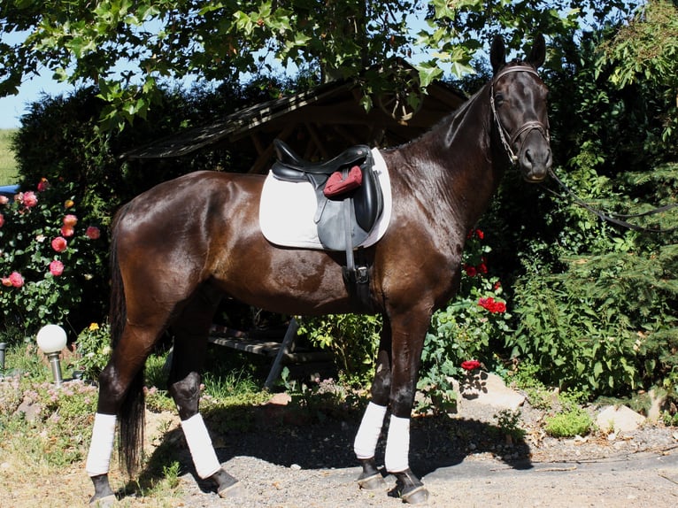 Deutsches Sportpferd Wallach 5 Jahre 172 cm Rappe in M&#xFC;lsen Ortmannsdorf, Marienau
