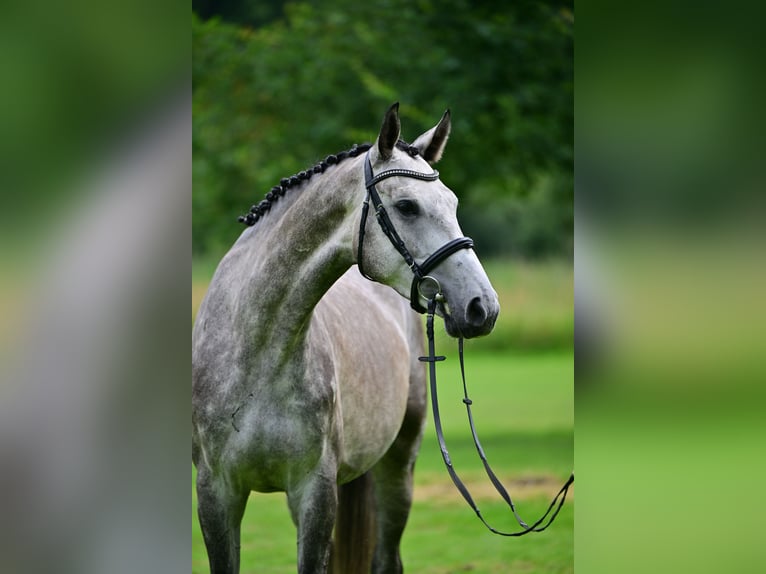 Deutsches Sportpferd Wallach 5 Jahre 172 cm Schimmel in Zossen