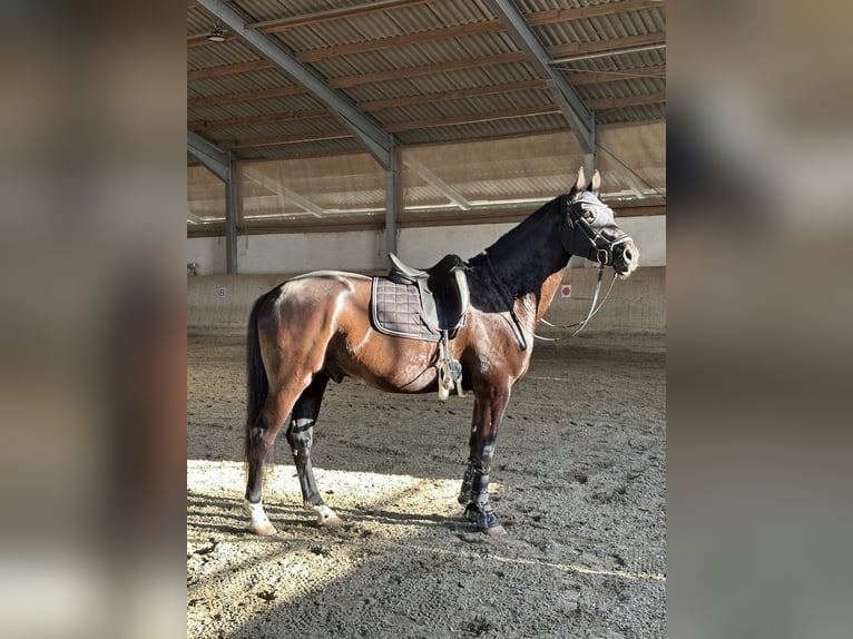 Deutsches Sportpferd Wallach 5 Jahre 172 cm Schwarzbrauner in Augsburg