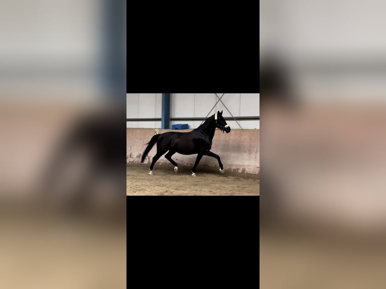 Deutsches Sportpferd Wallach 5 Jahre 172 cm Schwarzbrauner in Augsburg