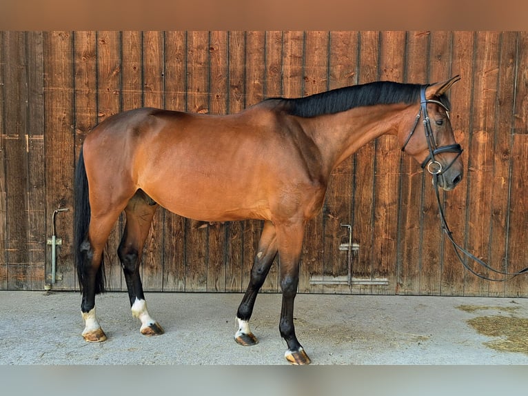 Deutsches Sportpferd Wallach 5 Jahre 172 cm Schwarzbrauner in Tittmoning