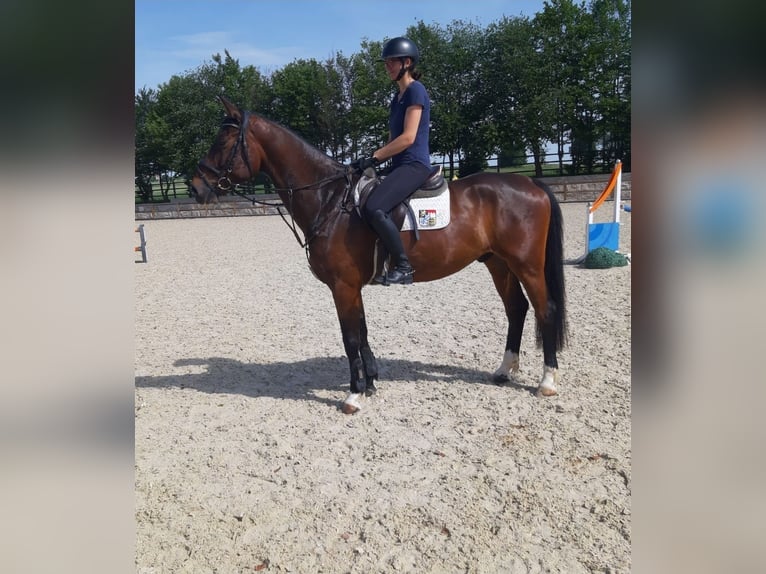 Deutsches Sportpferd Wallach 5 Jahre 172 cm Schwarzbrauner in Tittmoning