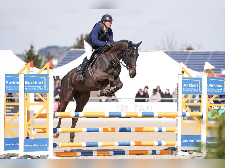 Deutsches Sportpferd Wallach 5 Jahre 172 cm Schwarzbrauner in Ebenweiler