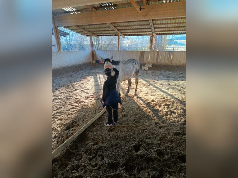 Deutsches Sportpferd Wallach 5 Jahre 172 cm in Ammerbuch