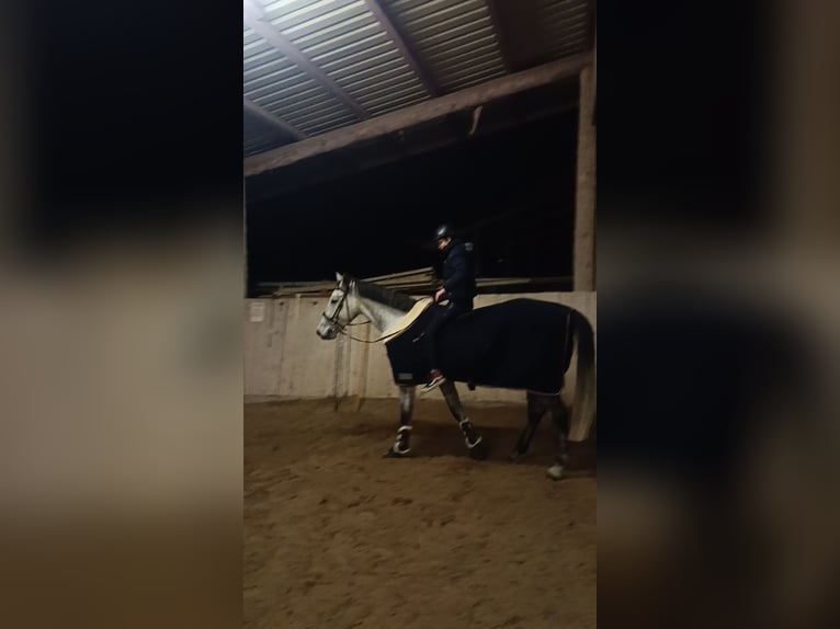 Deutsches Sportpferd Wallach 5 Jahre 172 cm in Ammerbuch