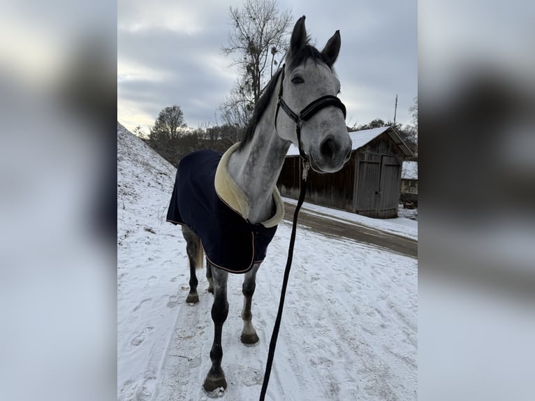 Deutsches Sportpferd Wallach 5 Jahre 172 cm in Ammerbuch