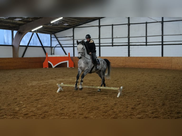 Deutsches Sportpferd Wallach 5 Jahre 172 cm in Ammerbuch