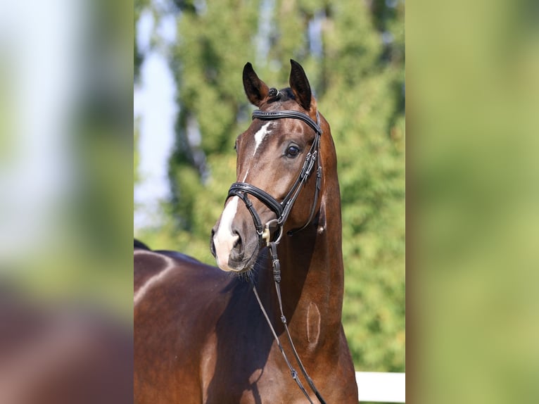 Deutsches Sportpferd Wallach 5 Jahre 173 cm Brauner in Berga- Wünschendorf