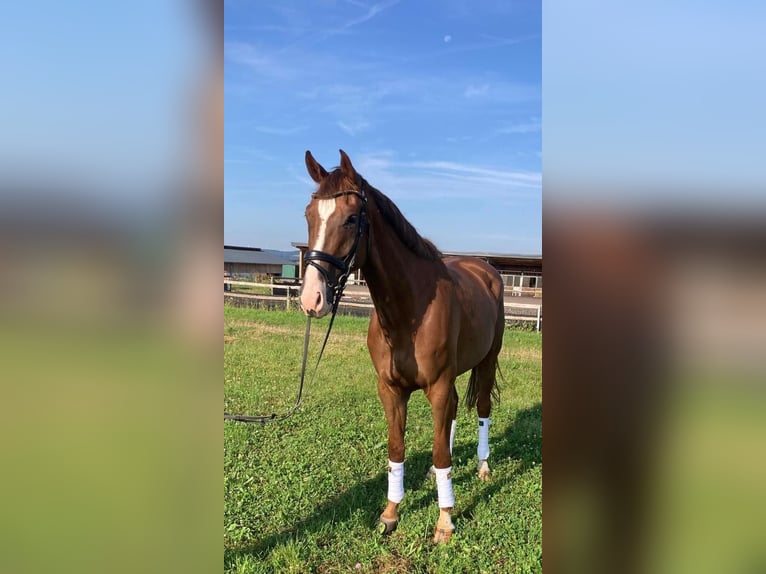 Deutsches Sportpferd Wallach 5 Jahre 173 cm Fuchs in Thalfang