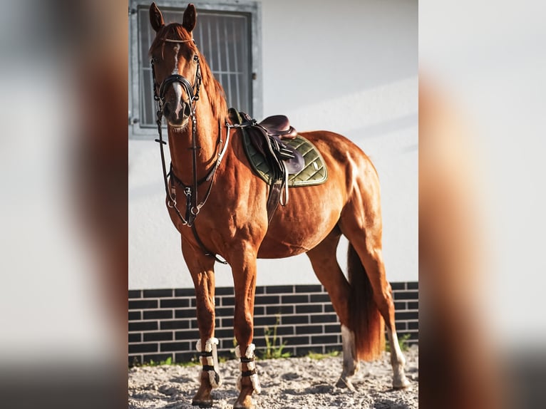 Deutsches Sportpferd Wallach 5 Jahre 173 cm Fuchs in L&#xF6;wenberger Land